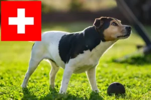 Read more about the article Dansk-svenske gårdhundeopdrættere og hvalpe i Schweiz