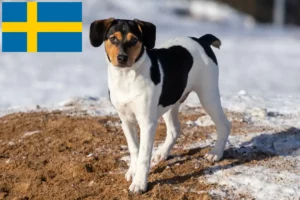 Read more about the article Dansk-svenske gårdhundeopdrættere og hvalpe i Sverige