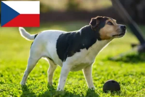 Read more about the article Dansk-svenske gårdhundeopdrættere og hvalpe i Tjekkiet