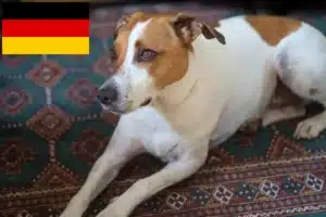 Read more about the article Dansk-svenske gårdhundeopdrættere og hvalpe i Tyskland