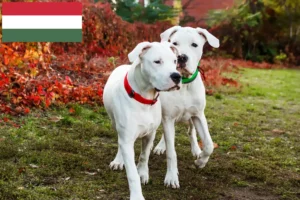 Read more about the article Dogo Argentino opdrættere og hvalpe i Ungarn