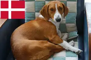 Read more about the article Drever-opdrættere og hvalpe i Danmark