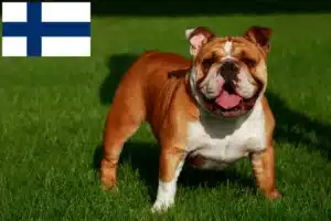 Read more about the article Opdrættere af engelsk bulldog og hvalpe i Finland