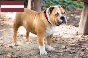 Read more about the article Opdrættere af engelsk bulldog og hvalpe i Letland