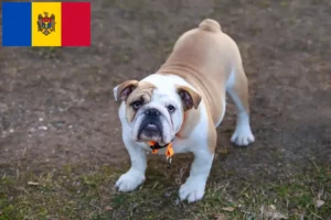 Read more about the article Opdrættere af engelsk bulldog og hvalpe i Moldova