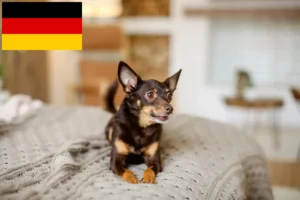 Read more about the article Engelsk Toy Terrier opdrættere og hvalpe i Tyskland