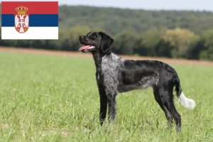 Read more about the article Epagneul Breton opdrættere og hvalpe i Serbien