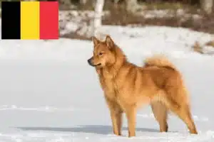 Read more about the article Finnspitz-opdrættere og hvalpe i Belgien