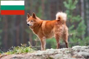 Read more about the article Finnspitz-opdrættere og hvalpe i Bulgarien