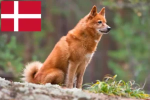 Read more about the article Finnspitz-opdrættere og hvalpe i Danmark