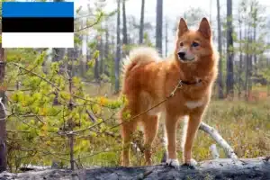 Read more about the article Finnspitz-opdrættere og hvalpe i Estland