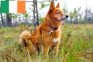 Read more about the article Finnspitz-opdrættere og hvalpe i Irland