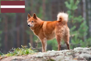 Read more about the article Finnspitz-opdrættere og hvalpe i Letland