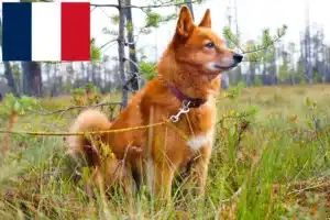 Read more about the article Finnspitz-opdrættere og hvalpe på Réunion