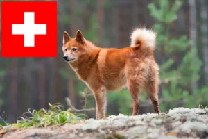 Read more about the article Finnenspitz-opdrættere og hvalpe i Schweiz
