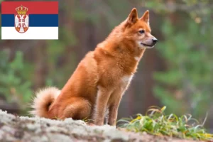 Read more about the article Finnspitz-opdrættere og hvalpe i Serbien
