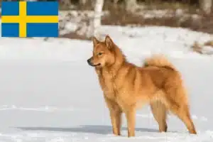 Read more about the article Finnspitz-opdrættere og hvalpe i Sverige