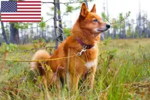 Read more about the article Finnspitz-opdrættere og hvalpe i USA