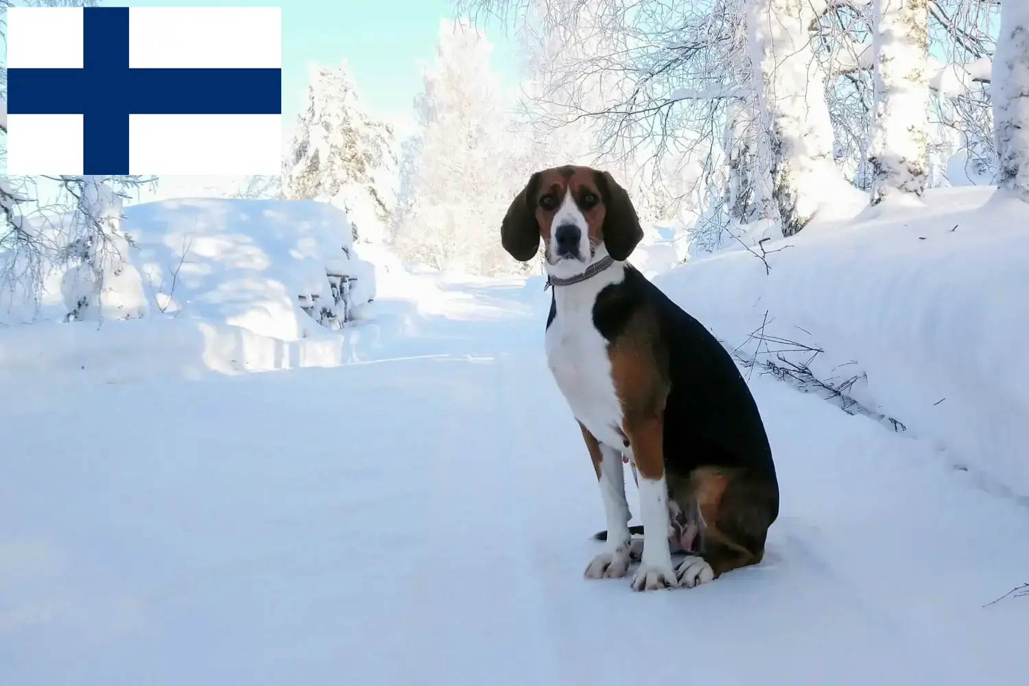 Read more about the article Finske hundeopdrættere og hvalpe i Finland