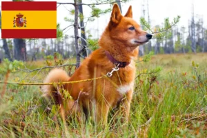 Read more about the article Finnspitz-opdrættere og hvalpe i Spanien