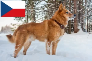 Read more about the article Finnspitz-opdrættere og hvalpe i Tjekkiet