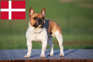 Read more about the article Fransk Bulldog opdrættere og hvalpe i Danmark