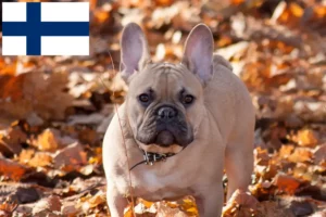 Read more about the article Opdrættere af franske bulldogs og hvalpe i Finland