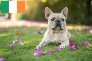 Read more about the article Opdrættere af franske bulldogs og hvalpe i Irland