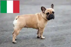 Read more about the article Opdrættere af franske bulldogs og hvalpe i Italien