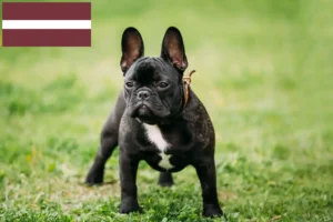 Read more about the article Opdrættere af fransk bulldog og hvalpe i Letland
