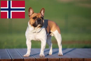 Read more about the article Fransk Bulldog opdrættere og hvalpe i Norge