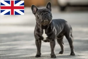 Read more about the article Opdrættere af franske bulldogs og hvalpe i Storbritannien