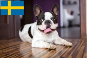 Read more about the article Fransk bulldog opdrættere og hvalpe i Sverige