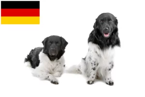 Read more about the article Frisian Water Dog opdrættere og hvalpe i Tyskland