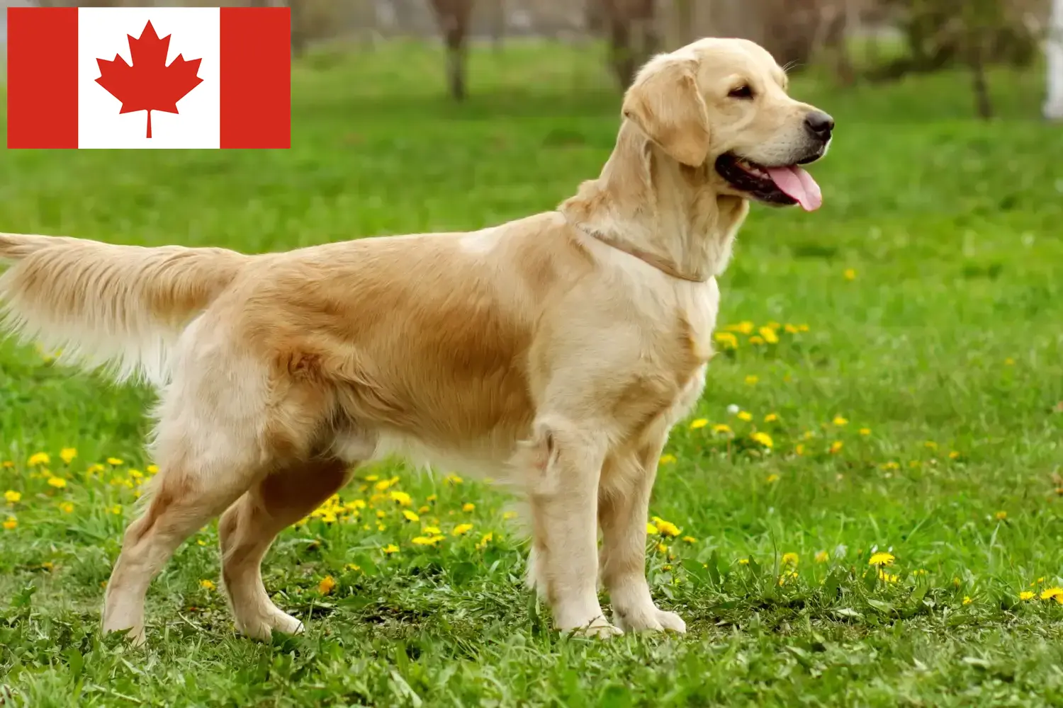 Golden Retriever-hvalpe og opdrættere Canada Her kan du finde Golden Retriever-opdrættere i Canada.