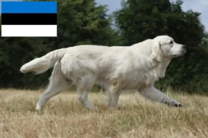 Read more about the article Golden Retriever-opdrættere og hvalpe i Estland