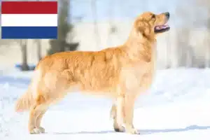 Read more about the article Golden Retriever-opdrættere og -hvalpe i Holland