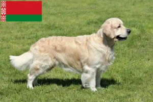 Read more about the article Golden Retriever-opdrættere og hvalpe i Hviderusland