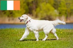Read more about the article Golden Retriever-opdrættere og hvalpe i Irland