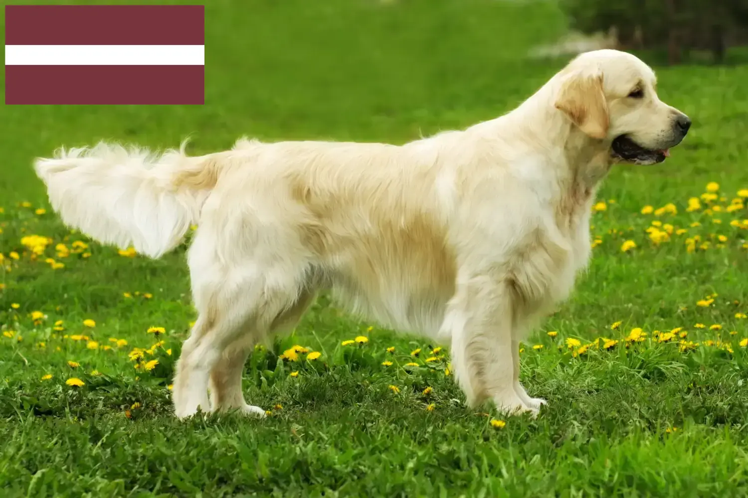 Golden Retriever-hvalpe og opdrættere Letland Her kan du finde Golden Retriever-opdrættere i Letland.