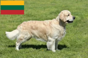Read more about the article Golden Retriever-opdrættere og hvalpe i Litauen