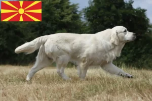 Read more about the article Golden Retriever opdrættere og hvalpe i Nordmakedonien