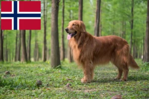 Read more about the article Golden Retriever-opdrættere og hvalpe i Norge