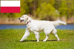 Read more about the article Golden Retriever-opdrættere og hvalpe i Polen