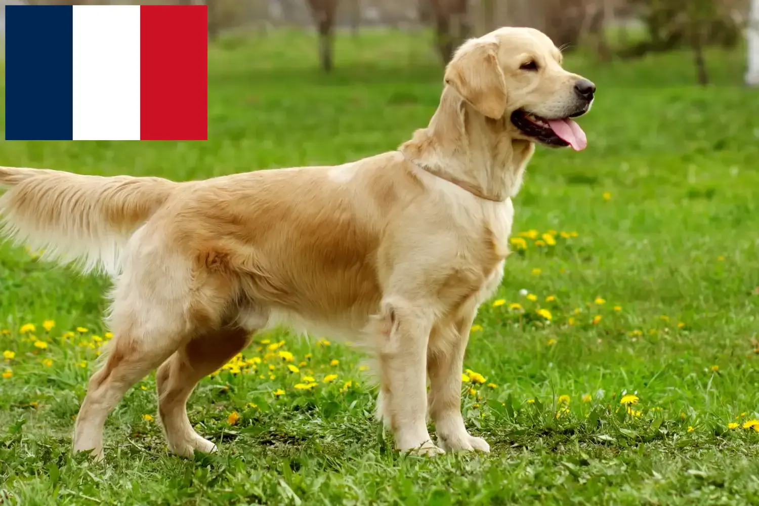 Golden Retriever-hvalpe og opdrættere Réunion Her kan du finde Golden Retriever-opdrættere på Réunion.