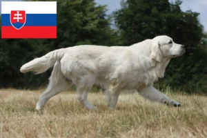 Read more about the article Golden Retriever-opdrættere og hvalpe i Slovakiet