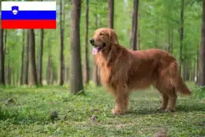 Read more about the article Golden Retriever-opdrættere og hvalpe i Slovenien
