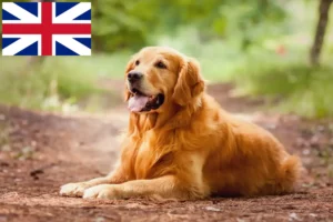 Read more about the article Golden Retriever-opdrættere og -hvalpe i Storbritannien
