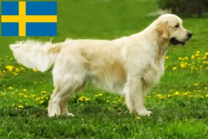 Read more about the article Golden Retriever-opdrættere og hvalpe i Sverige