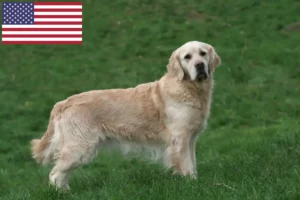 Read more about the article Golden Retriever-opdrættere og -hvalpe i USA